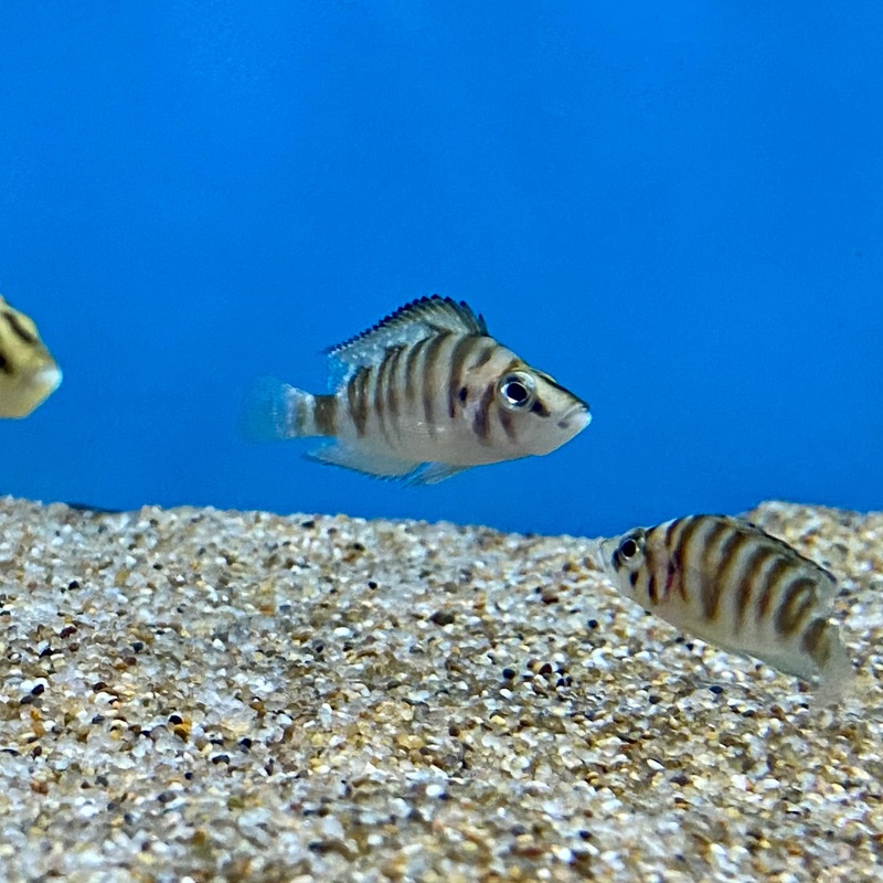 Altolamprologus compressiceps Black