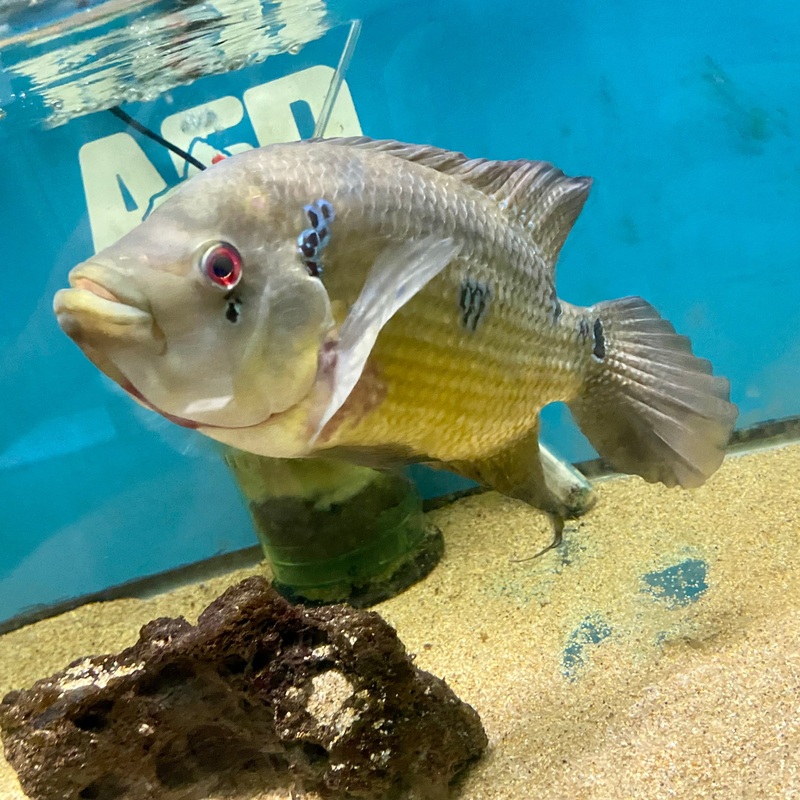 Amphilophus trimaculatus
