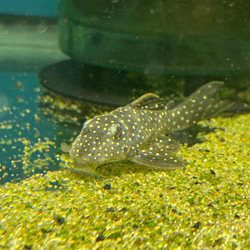 Angelicus pleco L004