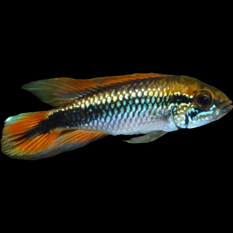 Apistogramma Agassizi Double Red