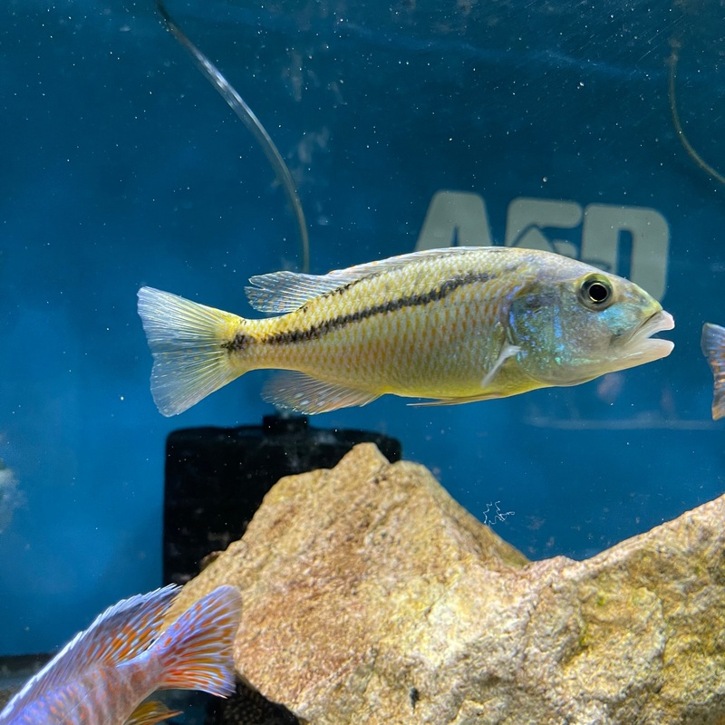 Aristochromis christyi males