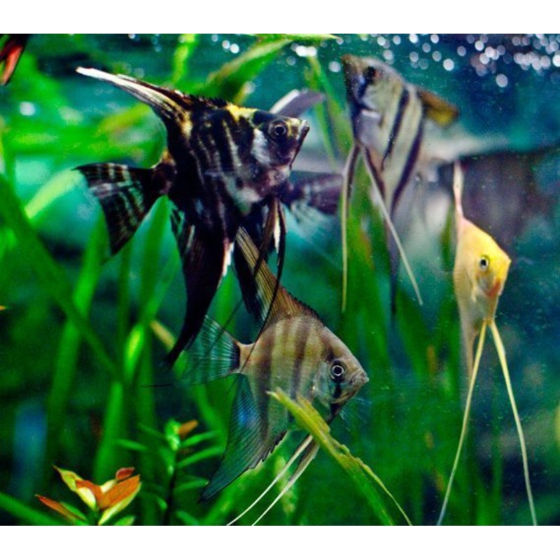 Assorted Angelfish 1 fish