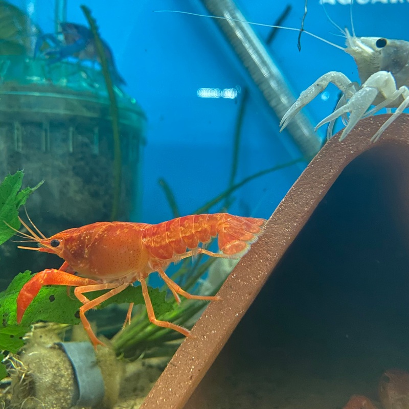Assorted Crayfish