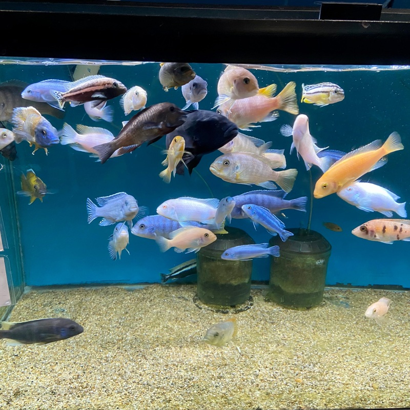 Assorted Extra Large Mbuna