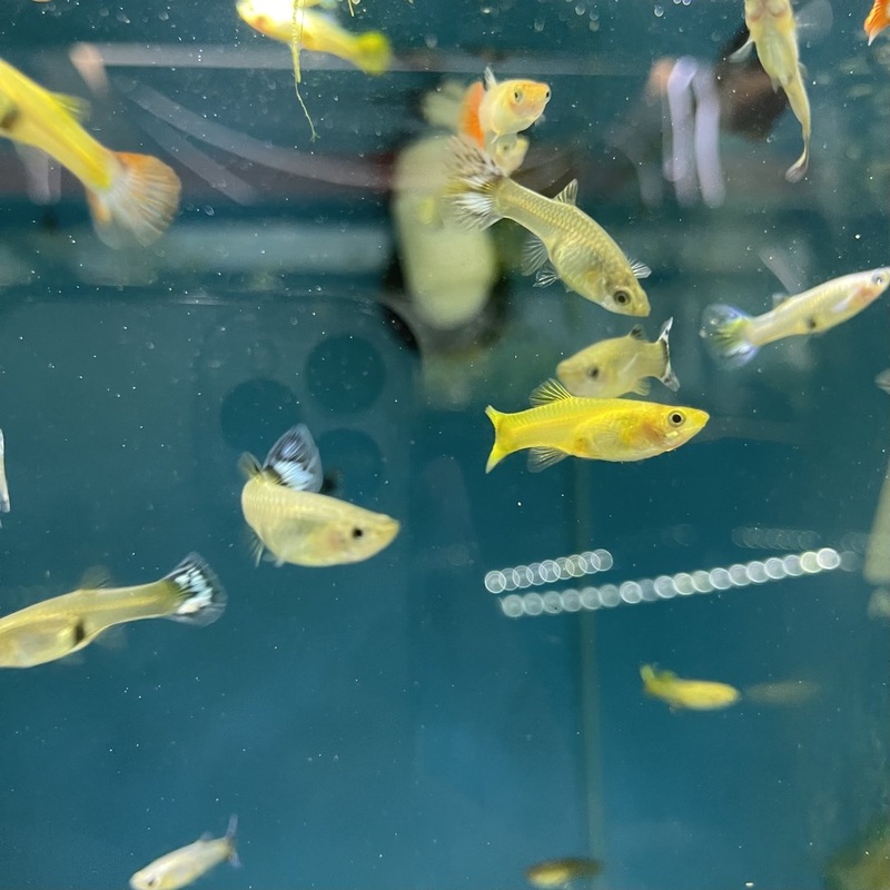 Assorted Guppy Female