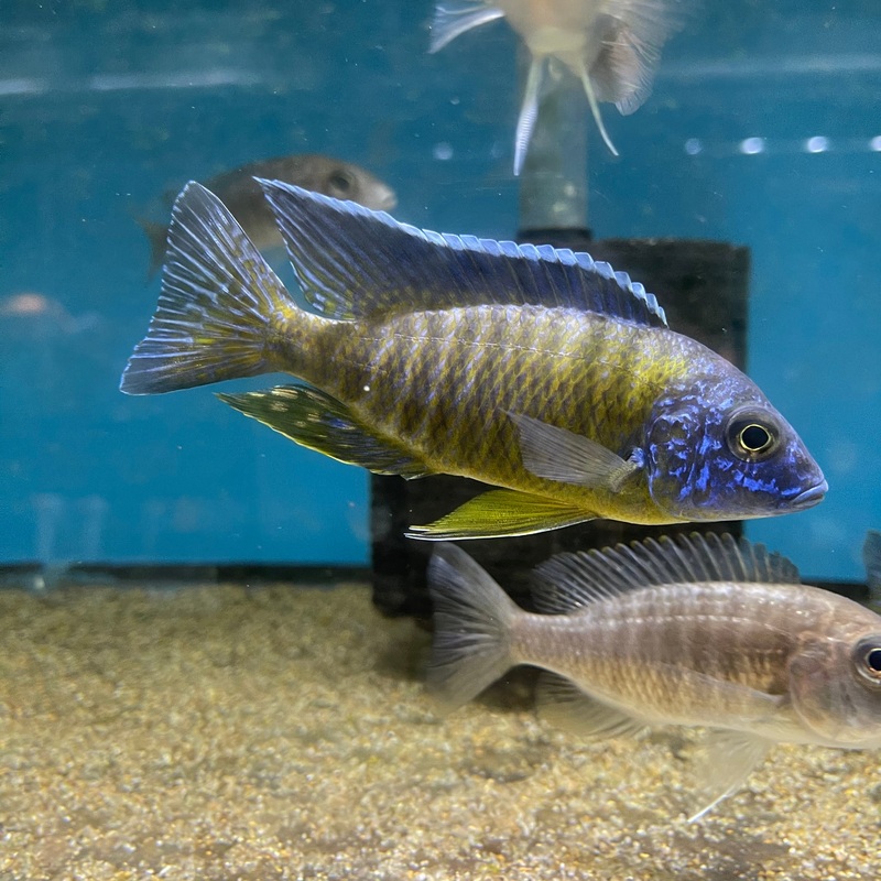 Aulonacara Sp Blue Neon