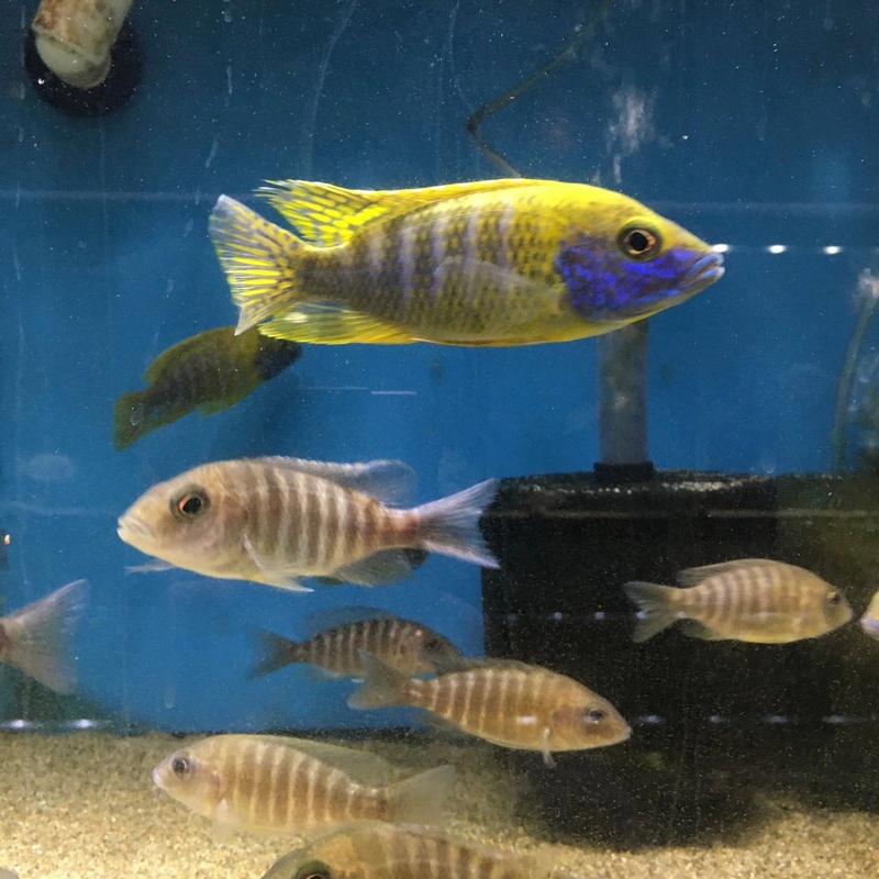 Aulonocara Baenschi Pair