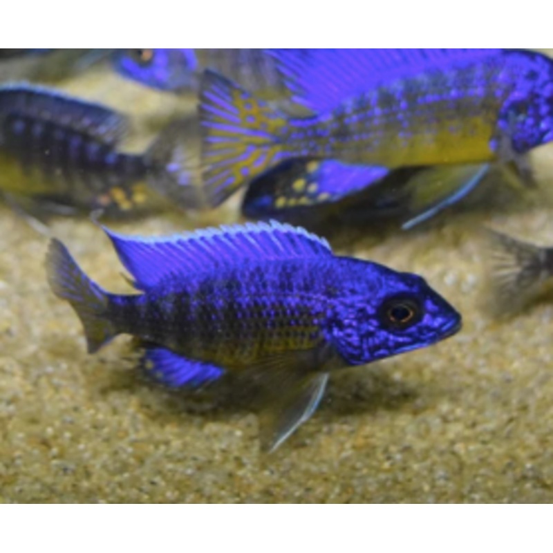 Aulonocara Koningsi Ngara Pair