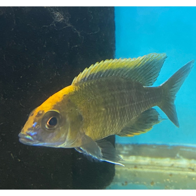 Aulonocara Maylandi Sulphurhead  Male