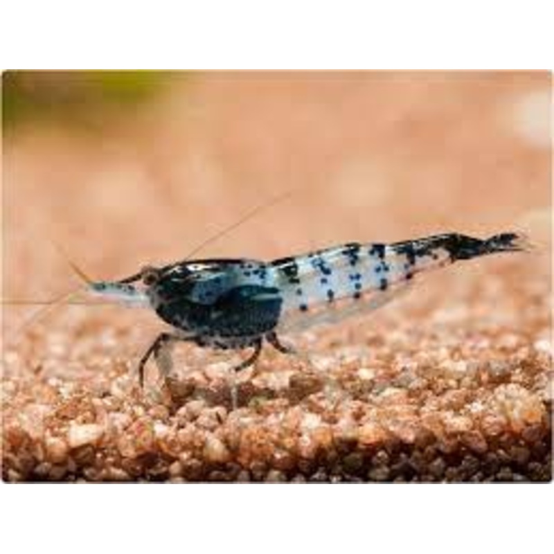 Black Carbon Rili Shrimp Neocaridina