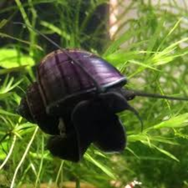 Black Mystery Snail
