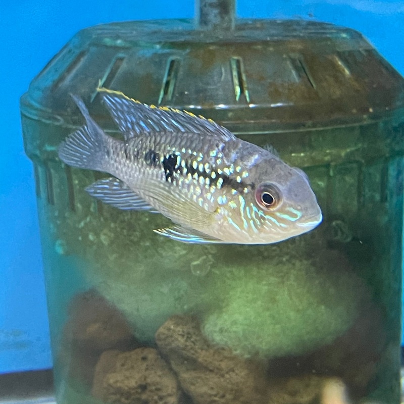 Blue acara wild type