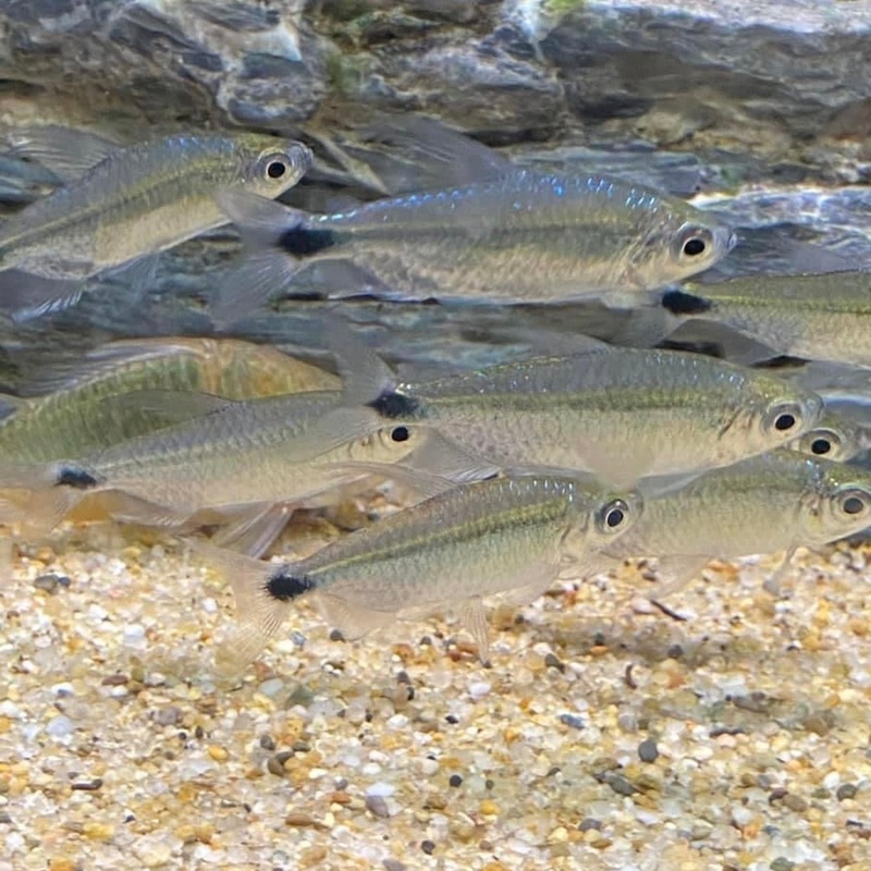 Blue Diamond Congo Tetra Alestopetersius smykalai