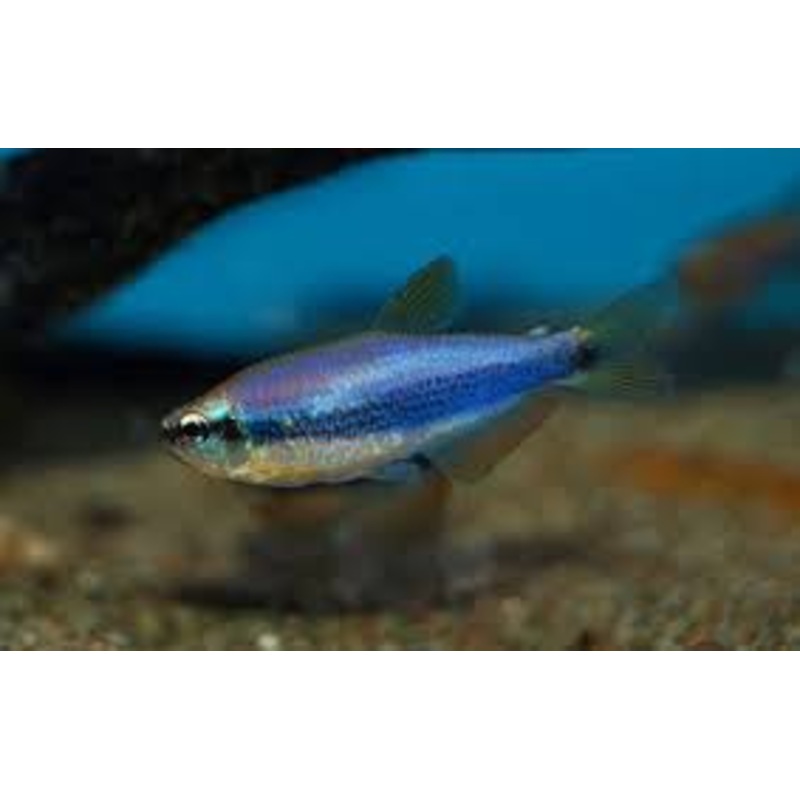 Blue Emperor Tetra