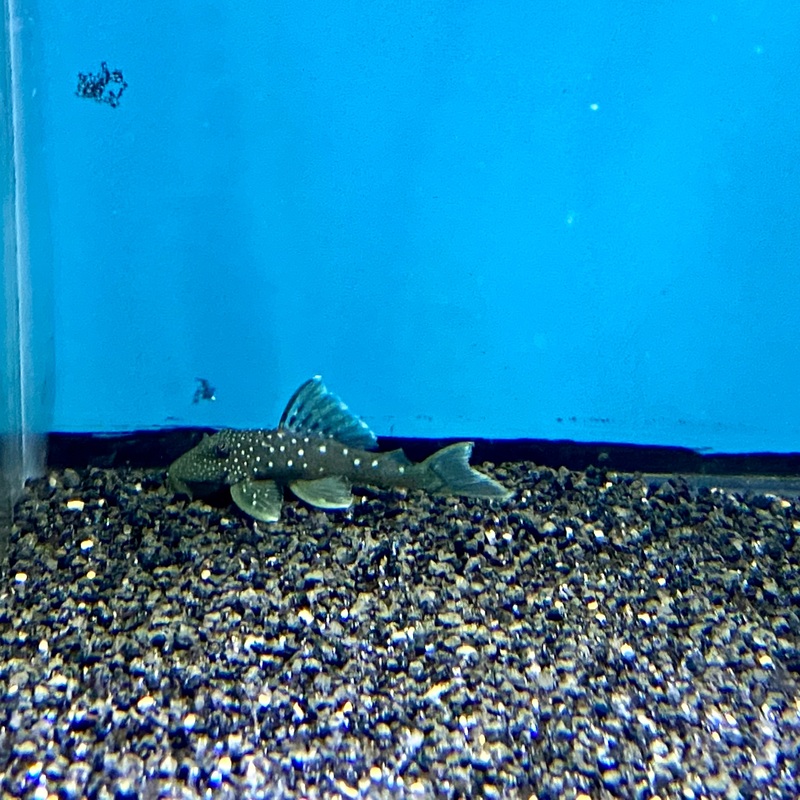 Blue Phantom Pleco L128