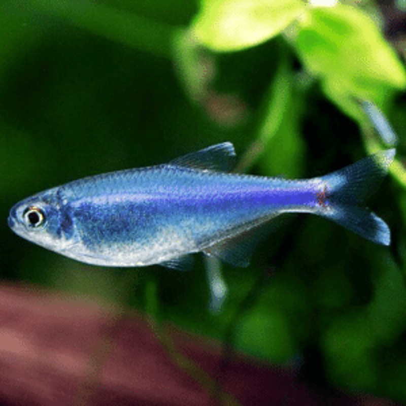 Blue Tetra (Cochu's)