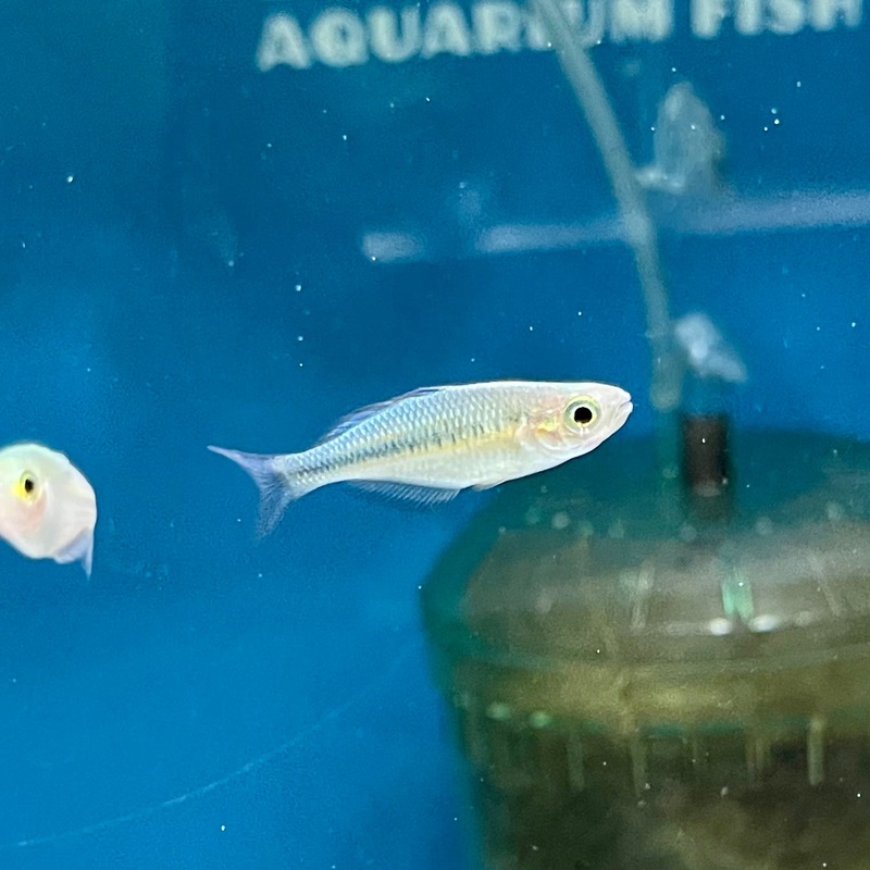 Blue Turquoise Rainbowfish