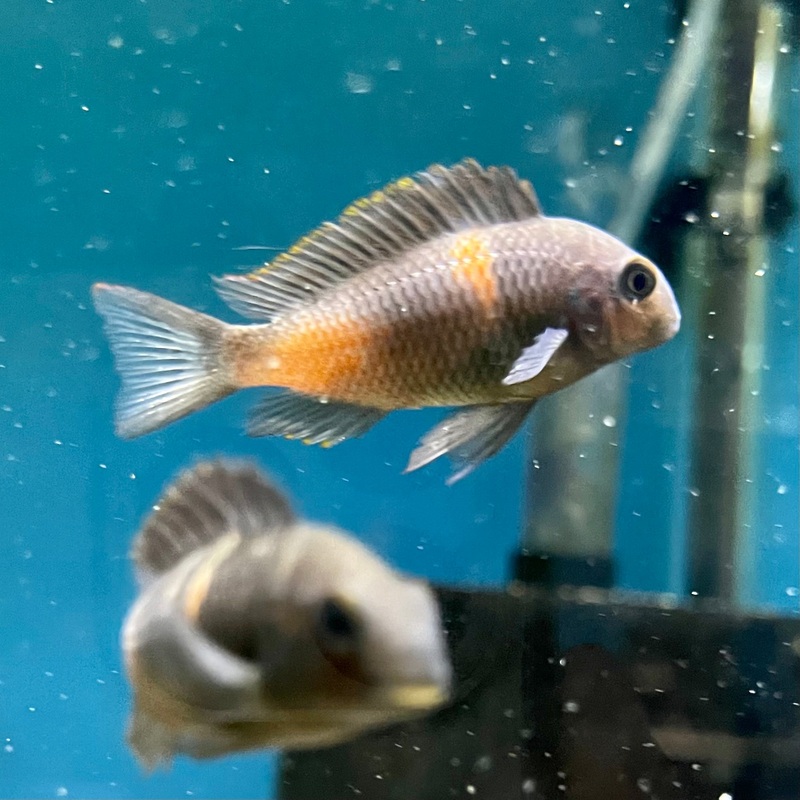 Bulu Point Cherry Spot (Tropheus Moorii)