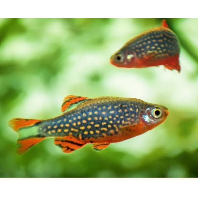 Celestial Pearl Danio (Galaxy Rasbora)