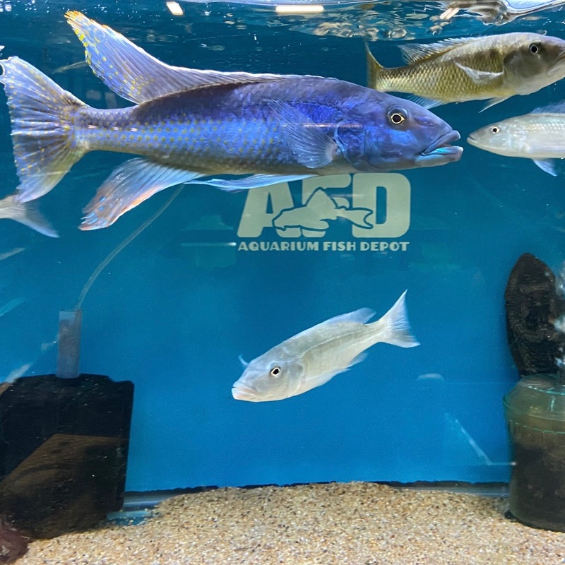 Champsochromis Caeruleus Male