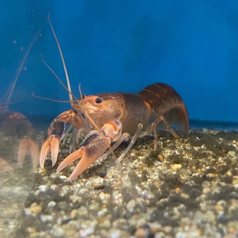 Cherax Destructor Large
