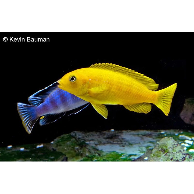 Chidongo Saulosi Pair