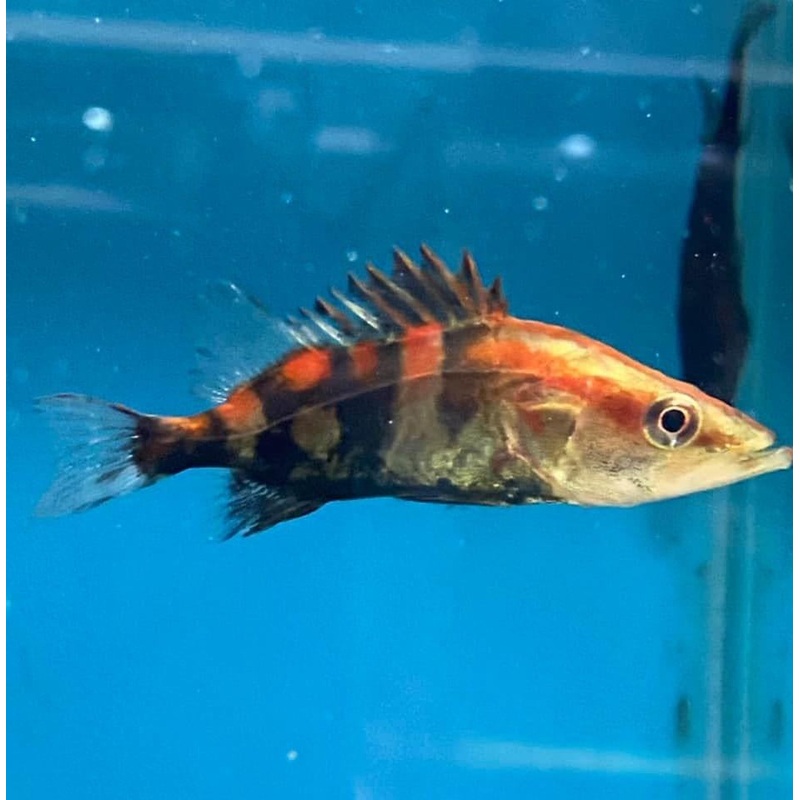Chinese Red Perch Siniperca chuatsi