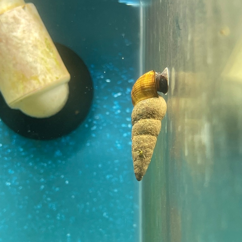 Chocolate rabbit poso snail