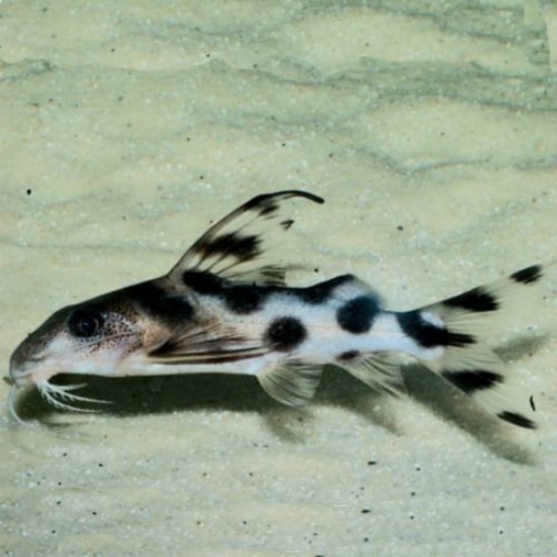 Clown Decorus Catfish - Upside Down Catfish