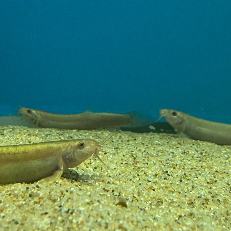 Common Dojo Loach