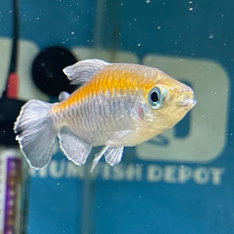 Congo Tetra