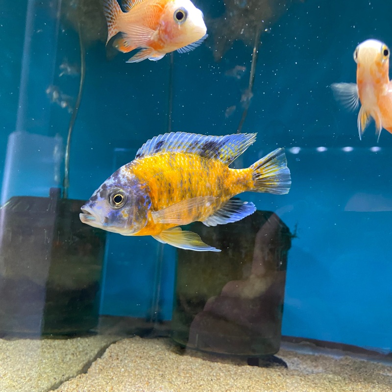 Copadichromis borleyi OB male