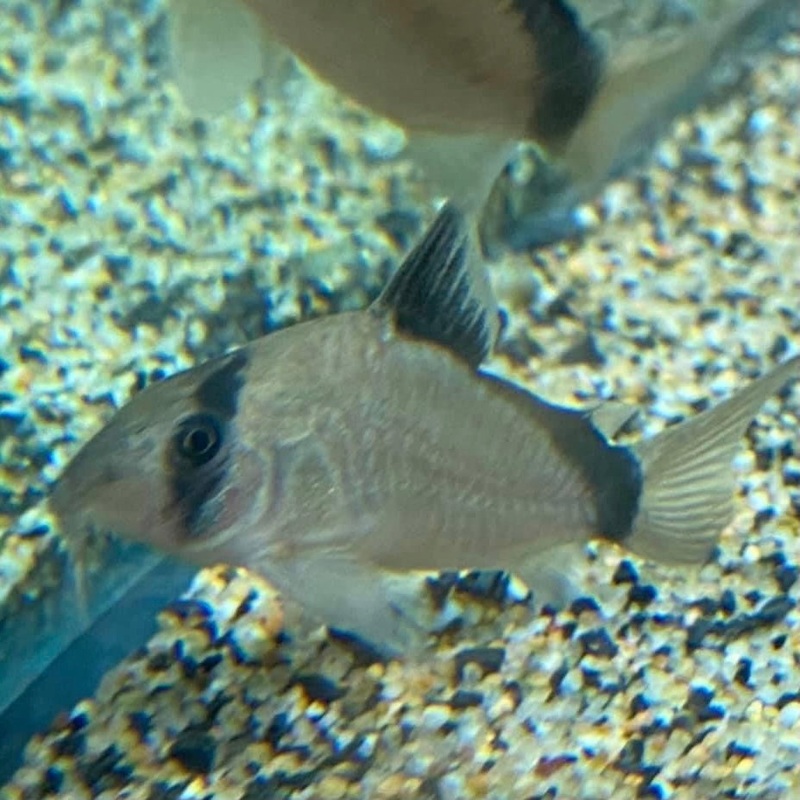 Corydoras Metae