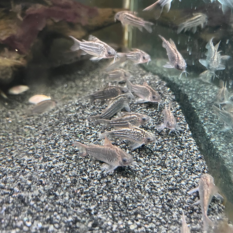 Corydoras Nanus