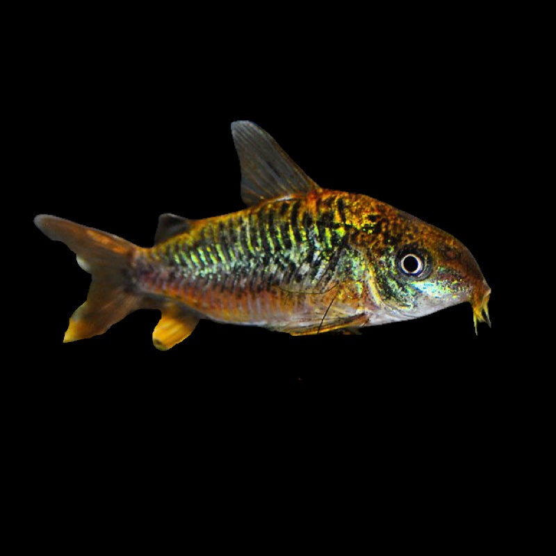 Corydoras Pantanalensis 1.5"