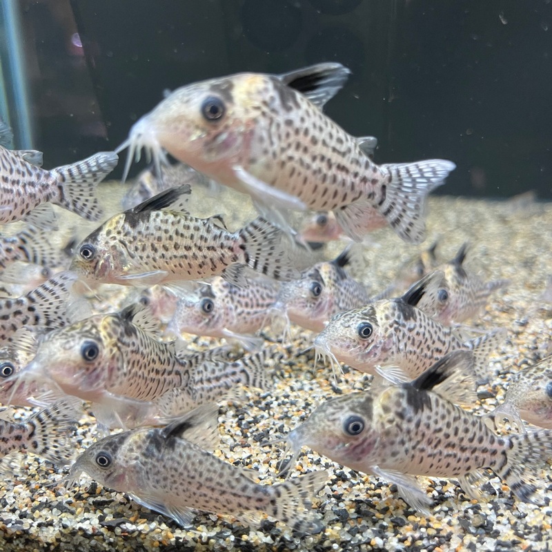 Corydoras "Spotted" Punctatus - Corydoras punctatus 1.5"