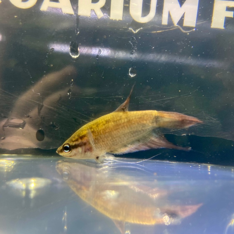 Croaking Gourami (Trichopsis vittata)