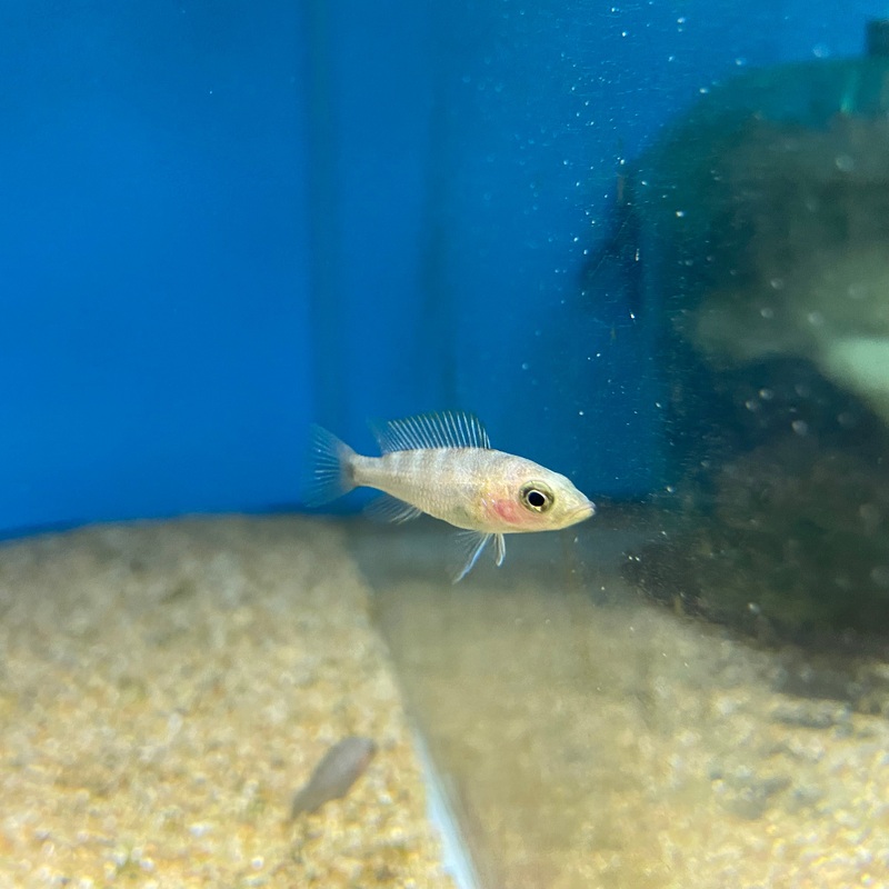 Ctenochromis Benthicola F1