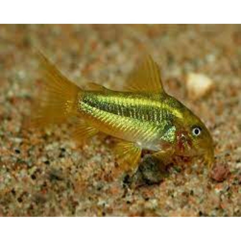 CW010 Gold Laser Corydoras - Corydoras melanotaenia