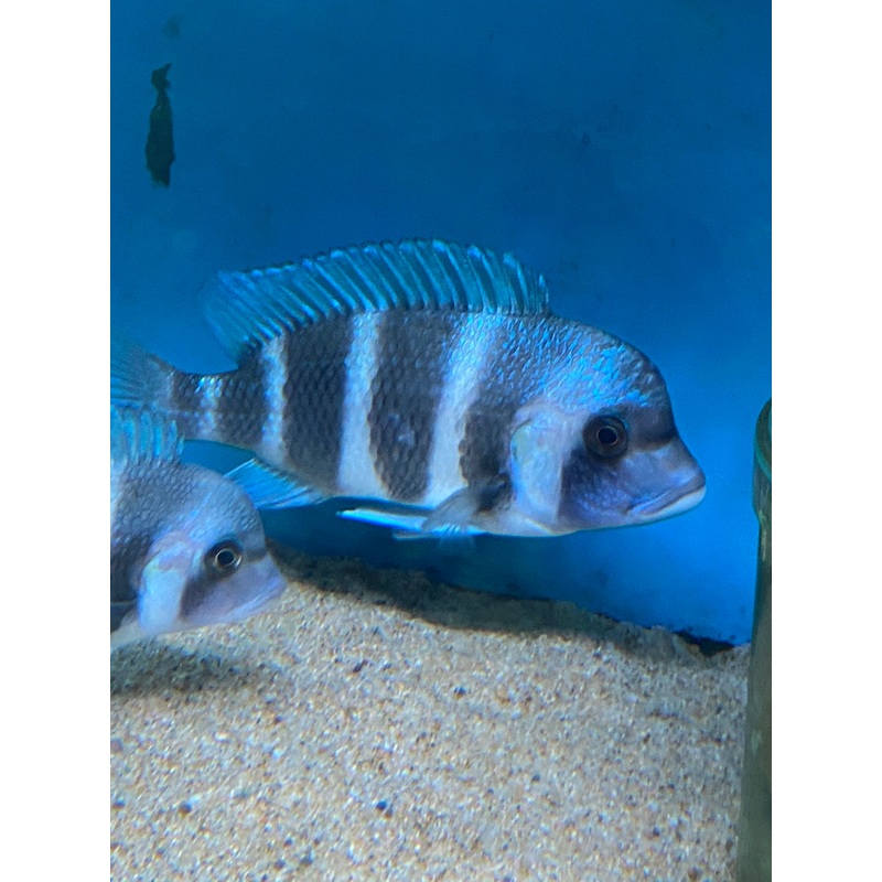 Cyphotilapia Frontosa Mpimbwe Wild Pairs