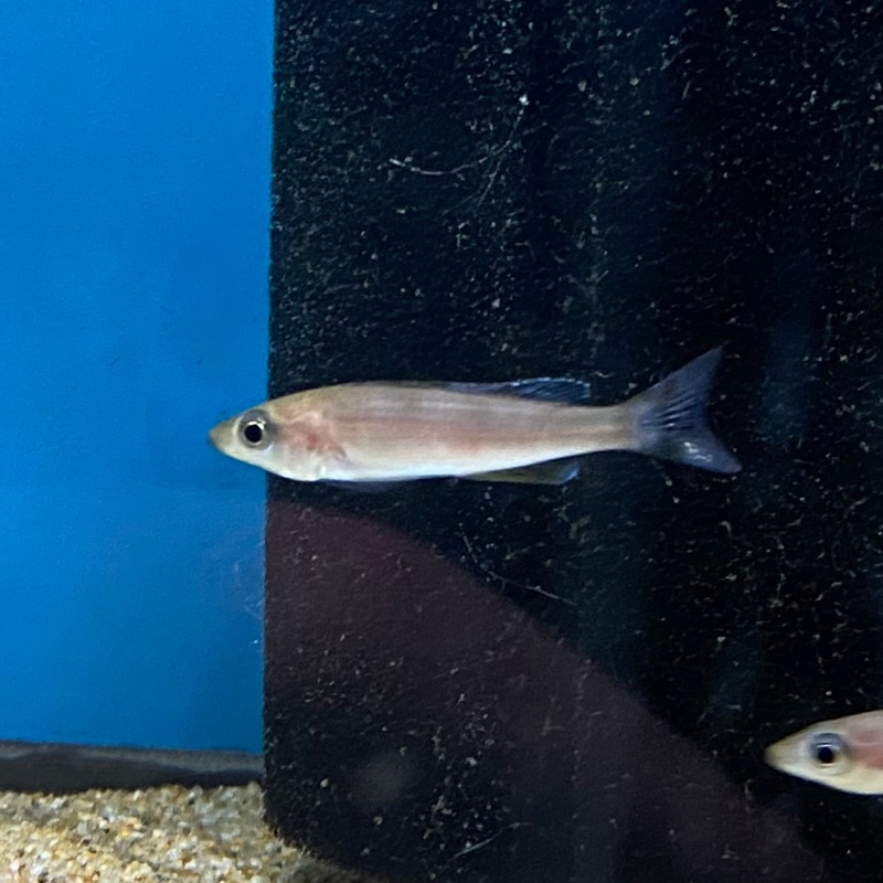 Cyprichromis leptosoma