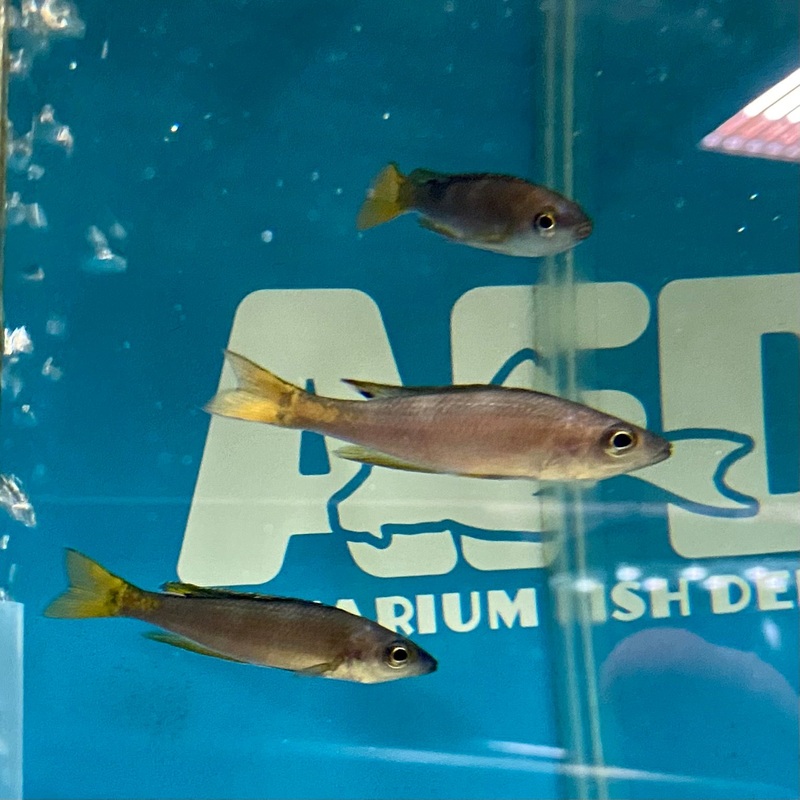 Cyprichromis leptosoma kekesemale