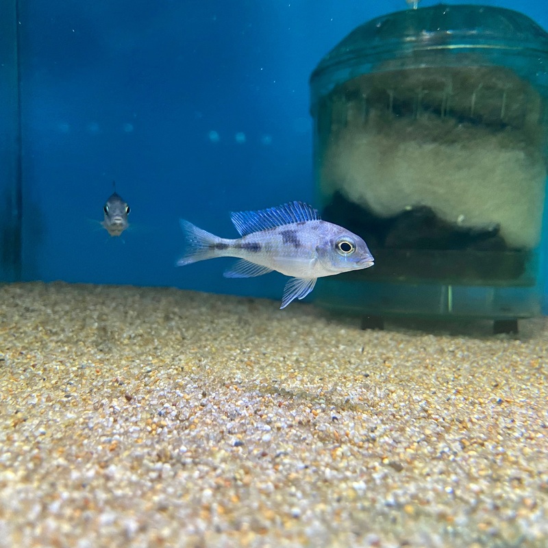 Cyrtocara Moorii blue dolphin