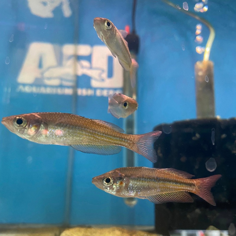 Deepwater Creek Rainbow M Splendida