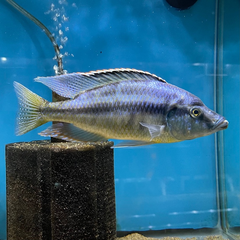 Dimidiochromis Compressiceps