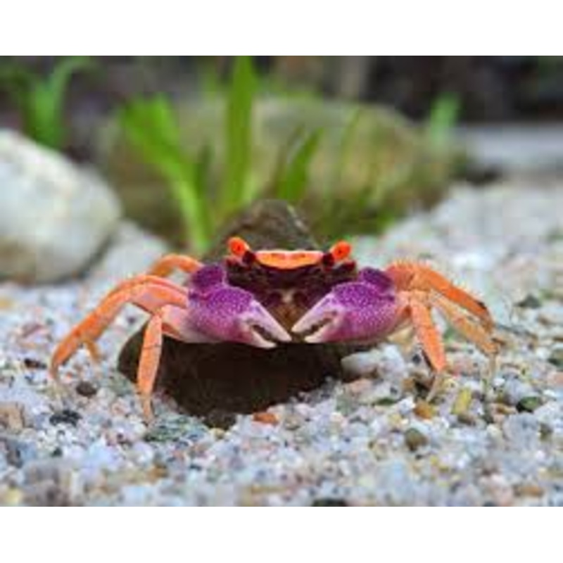 Disco Vampire Crab