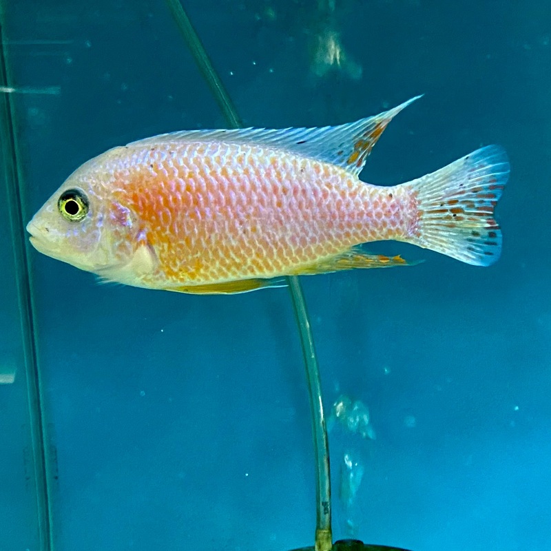Dragon Blood Peacock