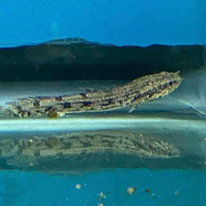 Endlicheri Bichir