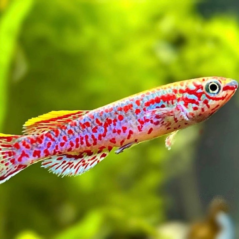 Gardneri Killifish