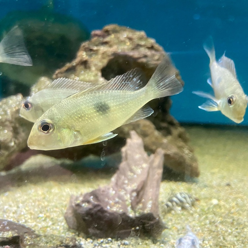 Geophagus Aporema